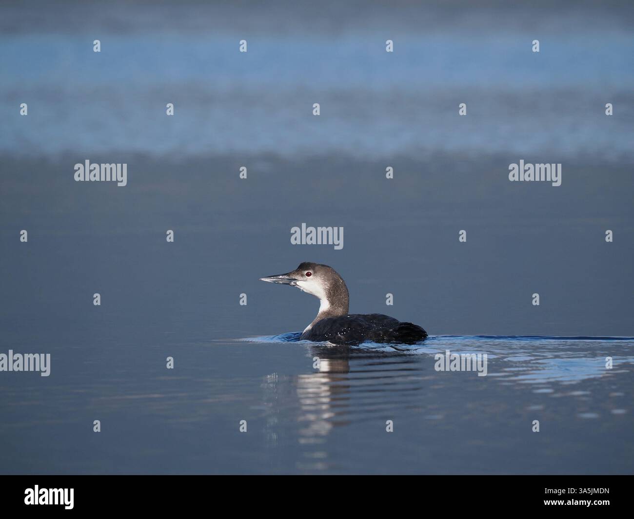 Many great northern divers Winter in the sea lochs of the Isle of Mull.  In March they are in a range of plumage leading to full breeding feathers. Stock Photo