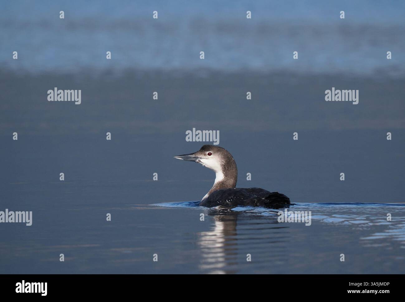 Many great northern divers Winter in the sea lochs of the Isle of Mull.  In March they are in a range of plumage leading to full breeding feathers. Stock Photo