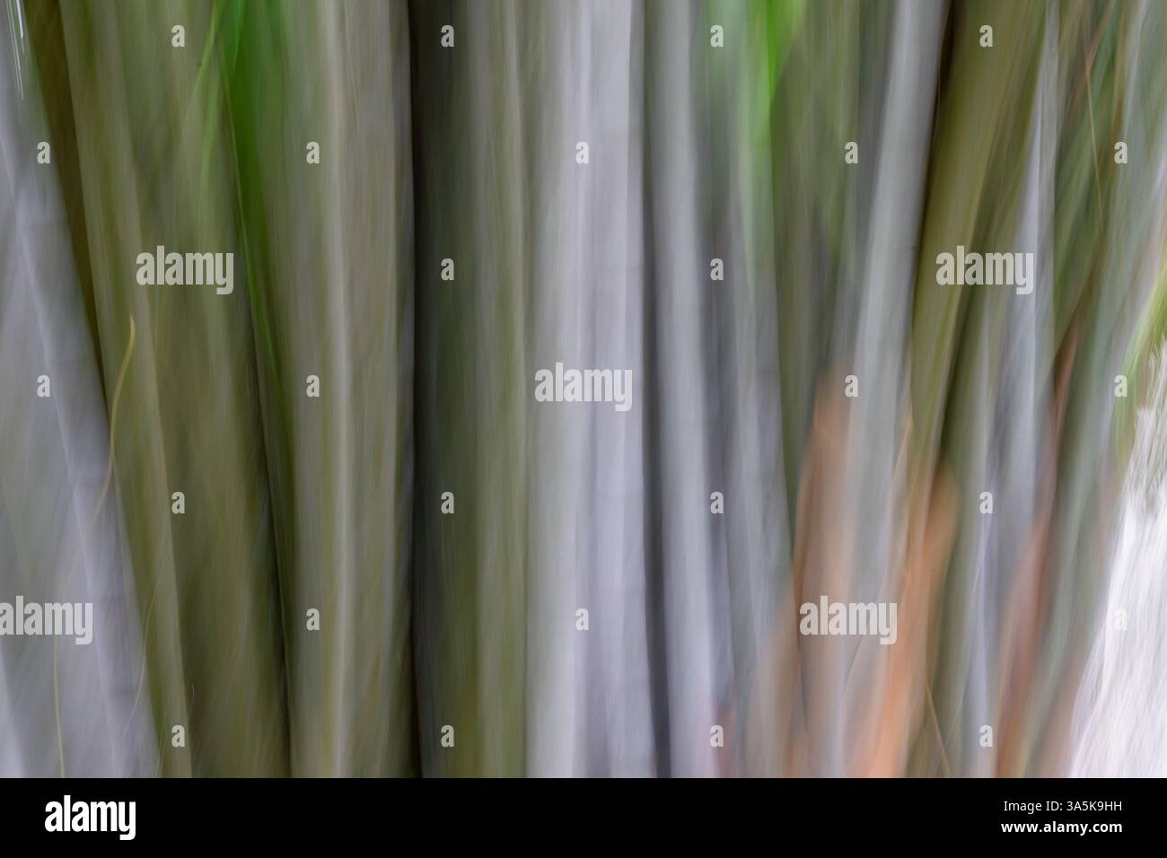 Abstract blurred vertical effect giant bamboo background. Canes of ...