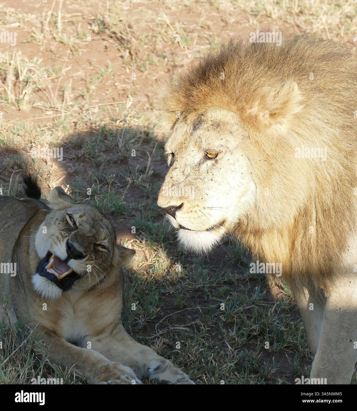 Ngorongoro, tanzania - nov 6, 2022 - a male lion and a lioness are ...