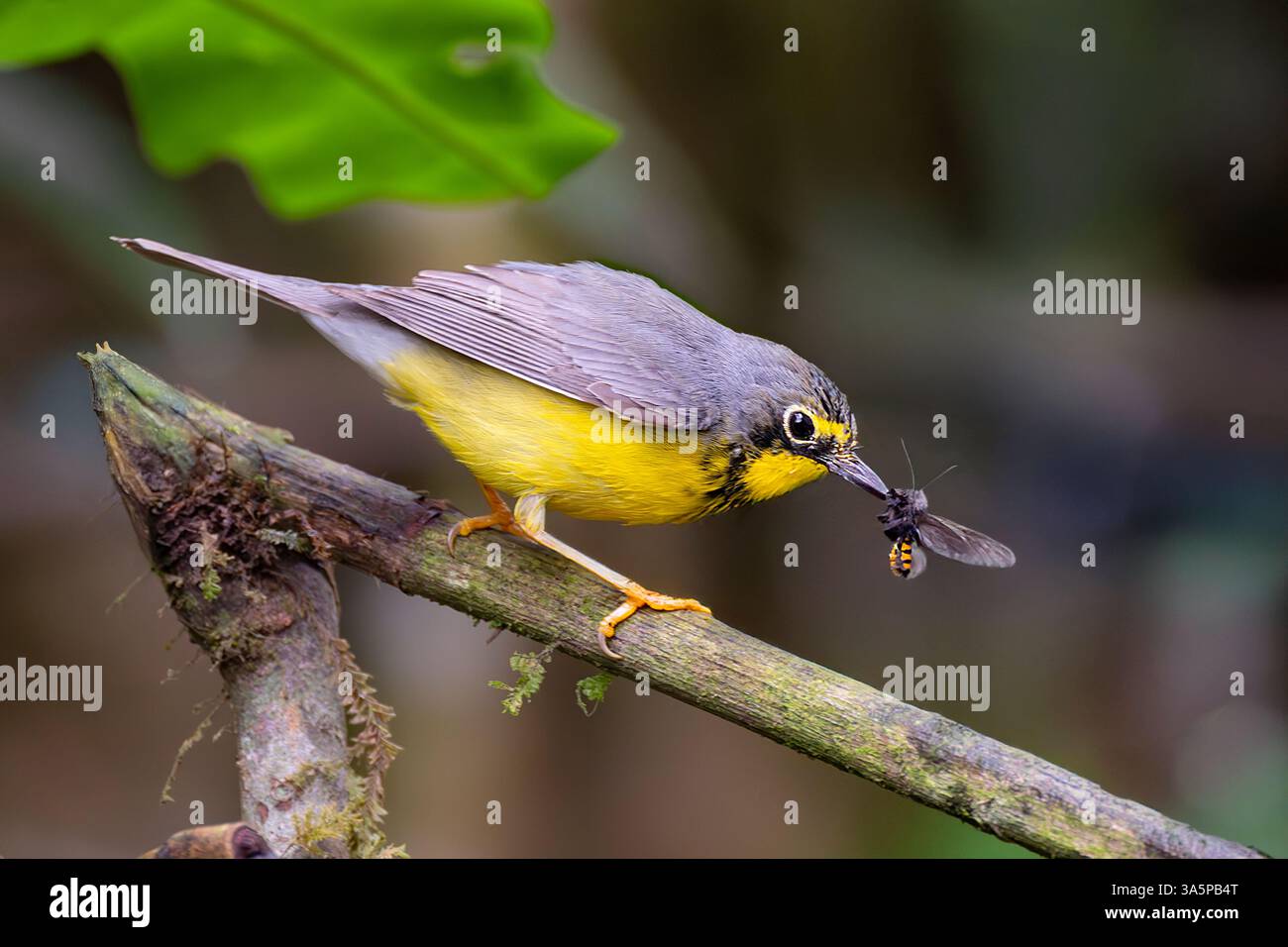 Canada Warbler (Cardellina canadensis) with insect in beak, near Cali, Valle del Cauca, Colombia Stock Photo
