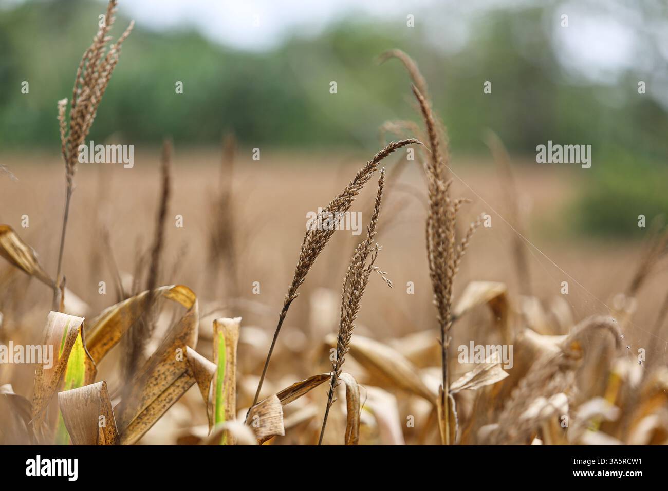 Cordon Rice Field Laguna, Philippines. Mar 24,2025. Cornfield lined with coconut trees in ...