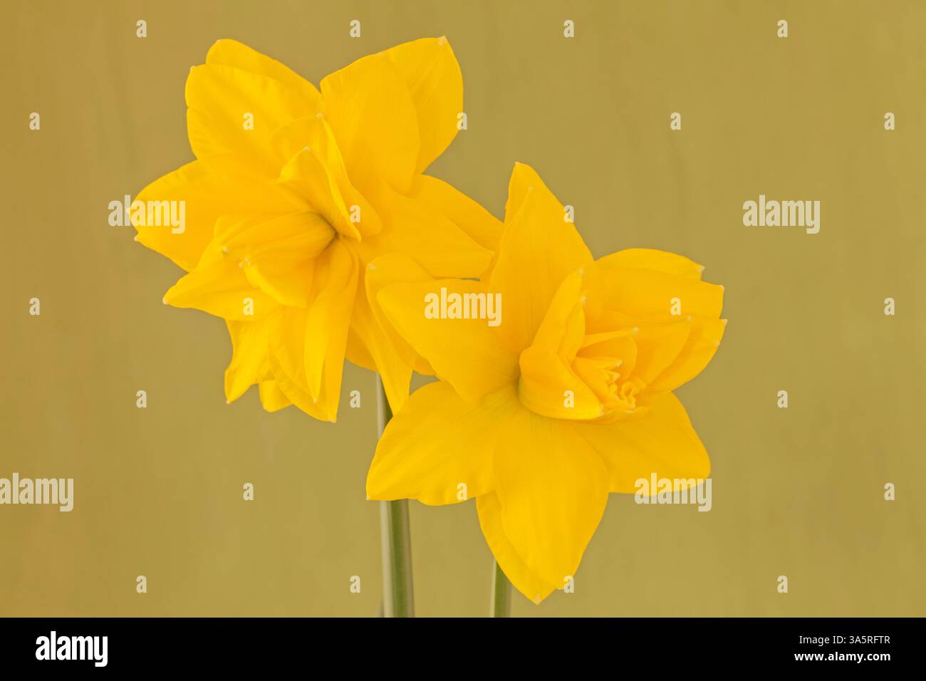 Double Narcissus "Golden Ducat" Stock Photo