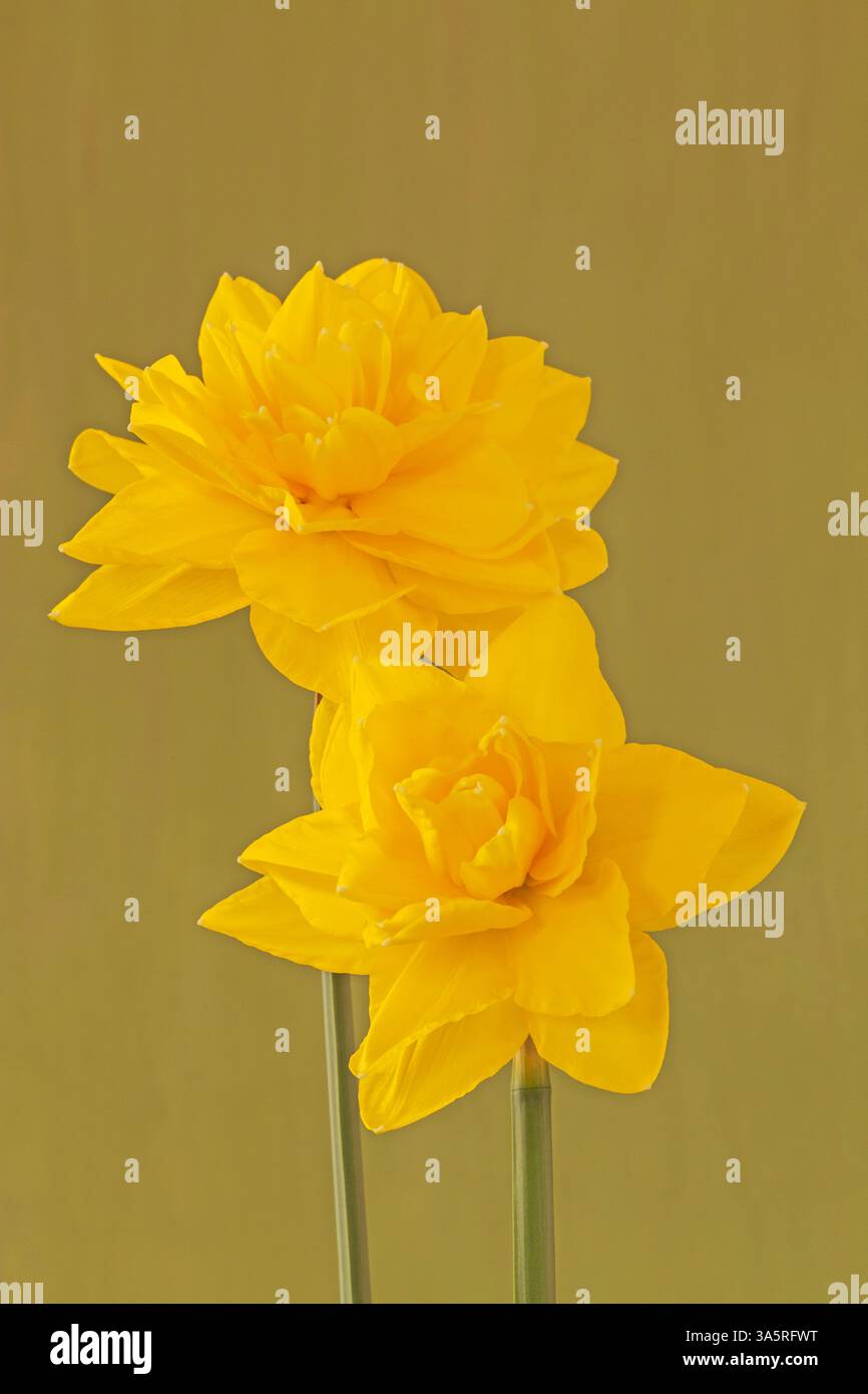 Double Narcissus "Golden Ducat" Stock Photo