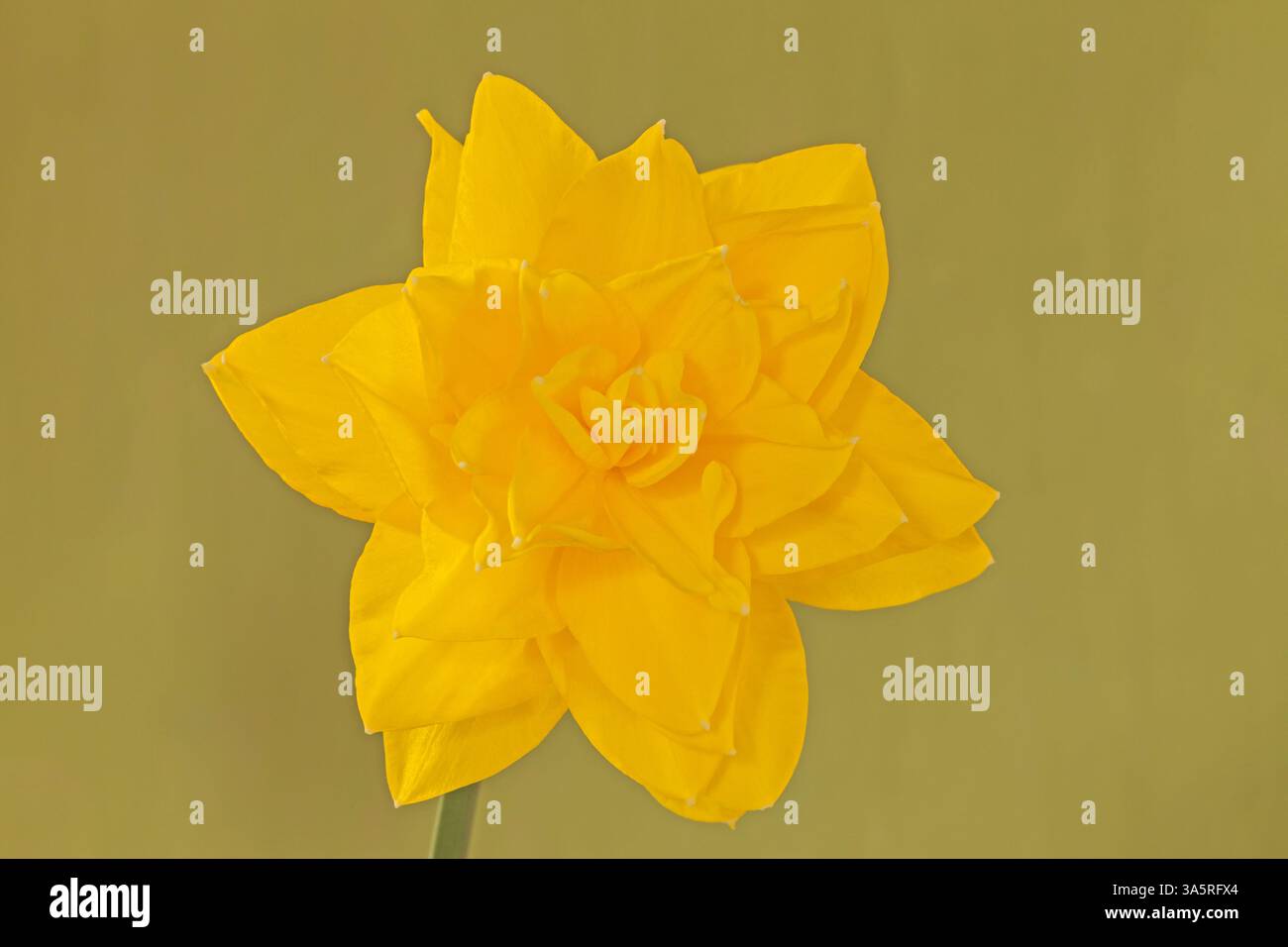 Double Narcissus "Golden Ducat" Stock Photo