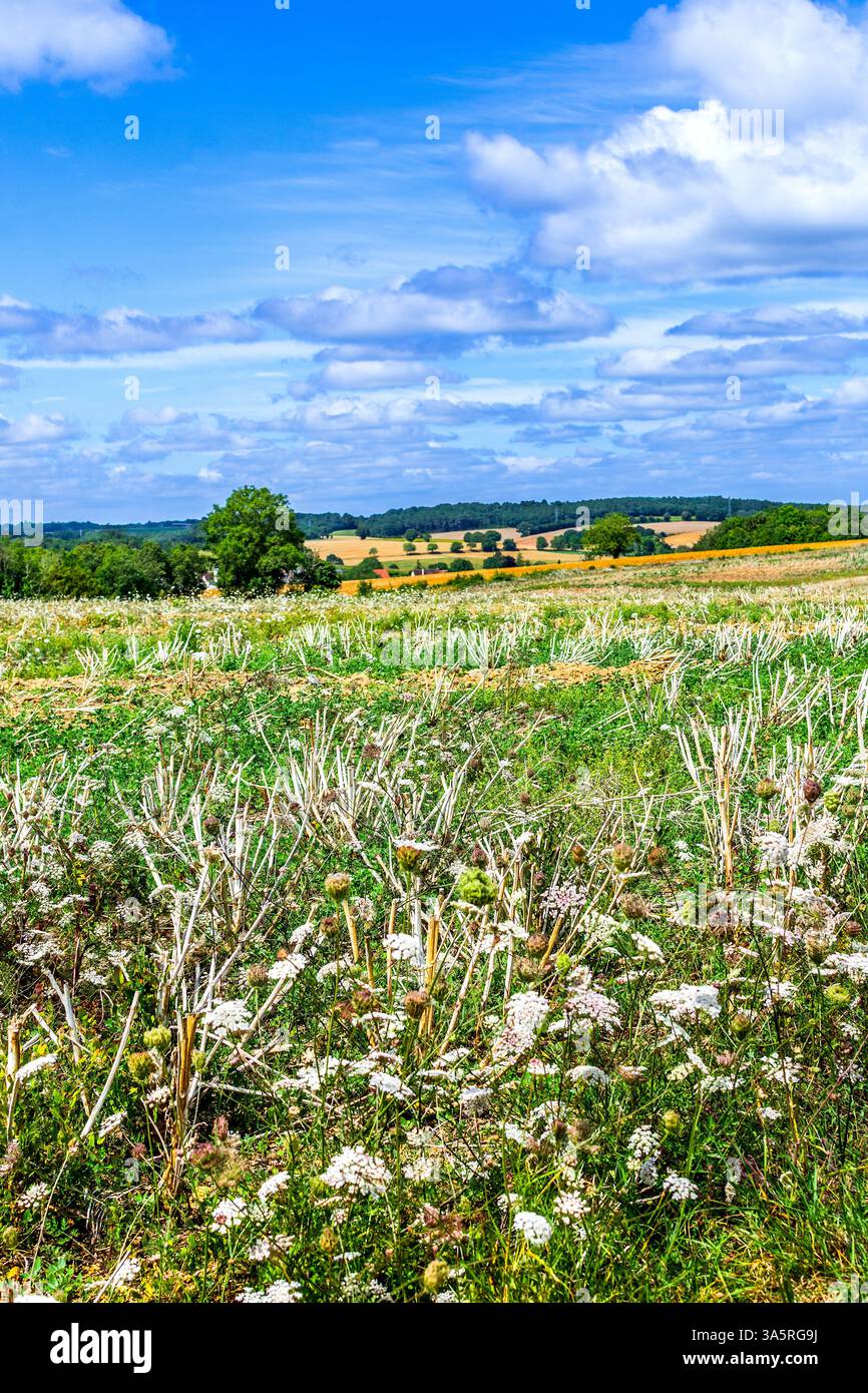 Weeds growing at edge of farmland - sud-Touraine, France. Stock Photo