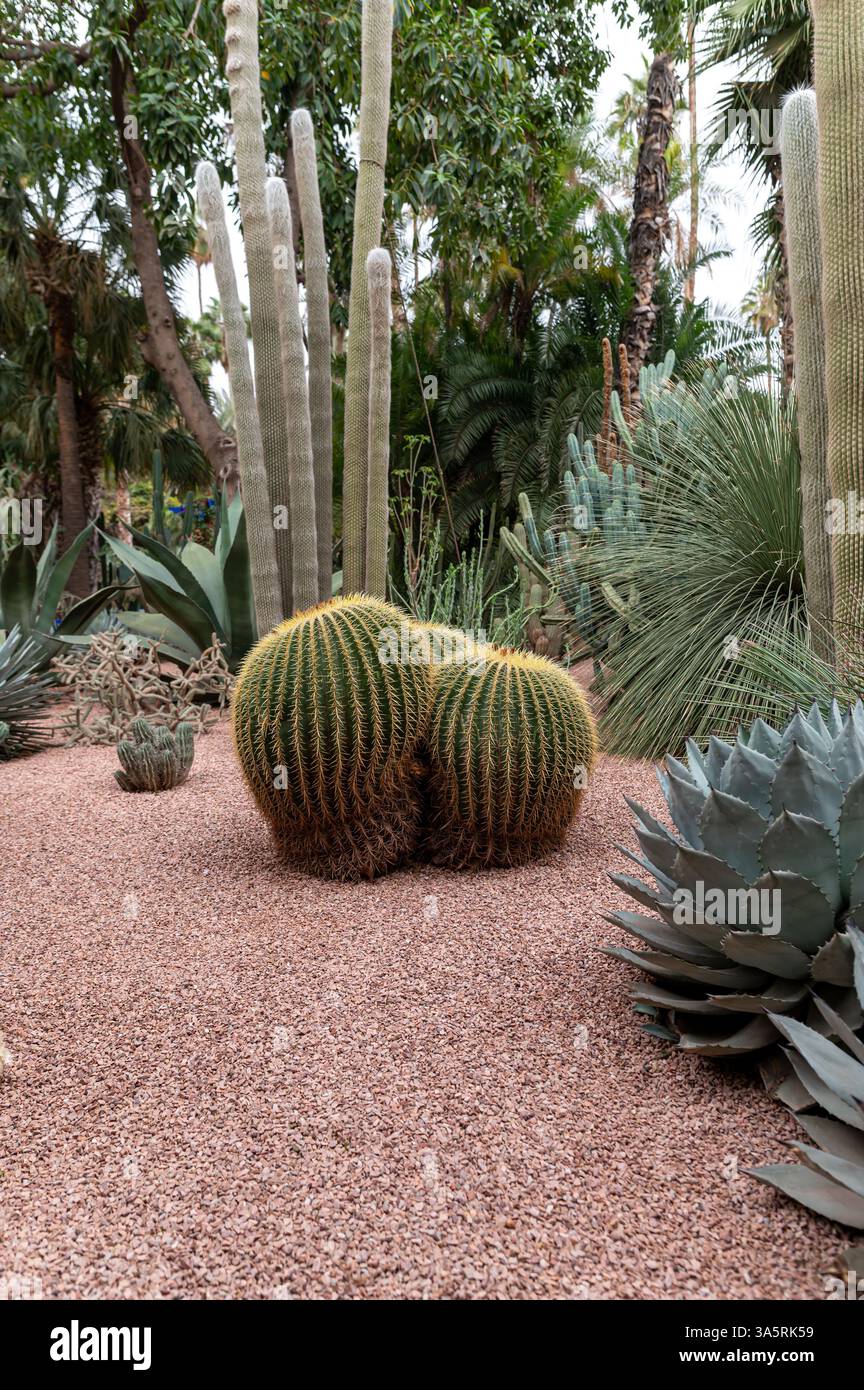 Visitors explore a cactus garden with various unique plants and textures in Morocco