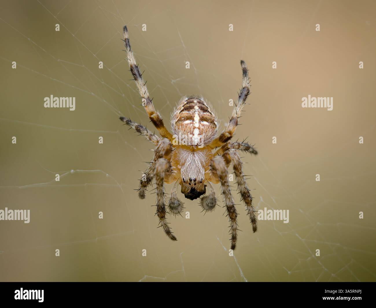 European Garden Spider, Orb Weaver, Araneus diadematus, adult on web ...