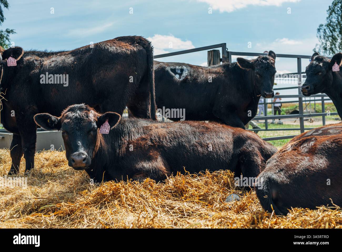 Black Angus calves in the open air Stock Photo - Alamy