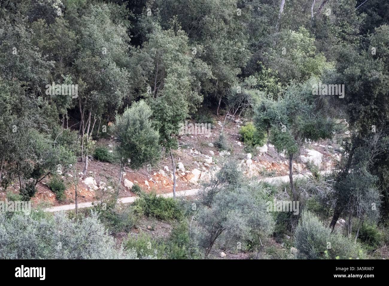 typical canyon gorge rock cliff face with green trees in Menorca Stock ...