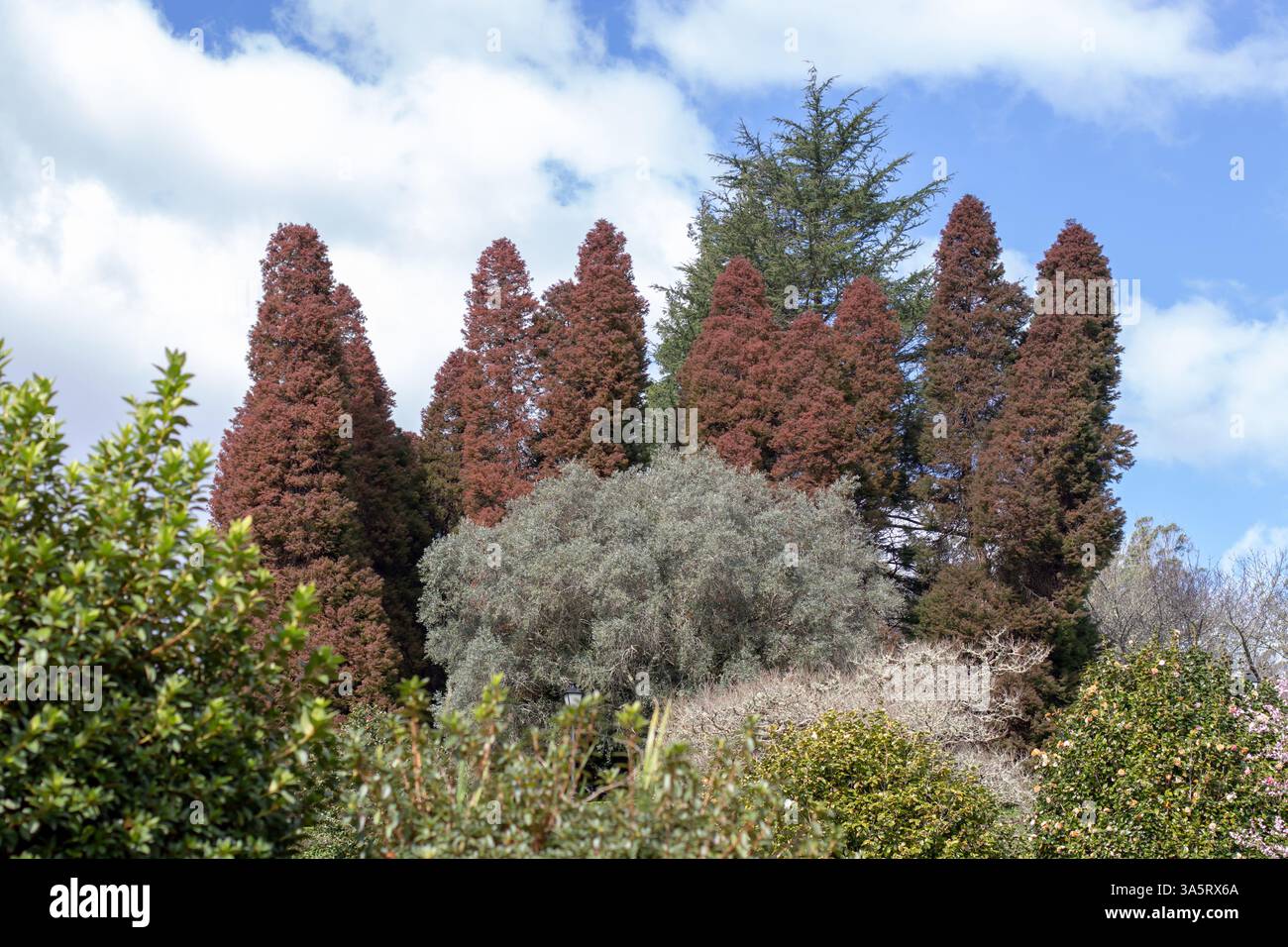 Japanese plume Cedar or Plume Cryptomeria columnar shape tree group in the garden. Cryptomeria japonica elegans evergreen conifer plants with red foli Stock Photo