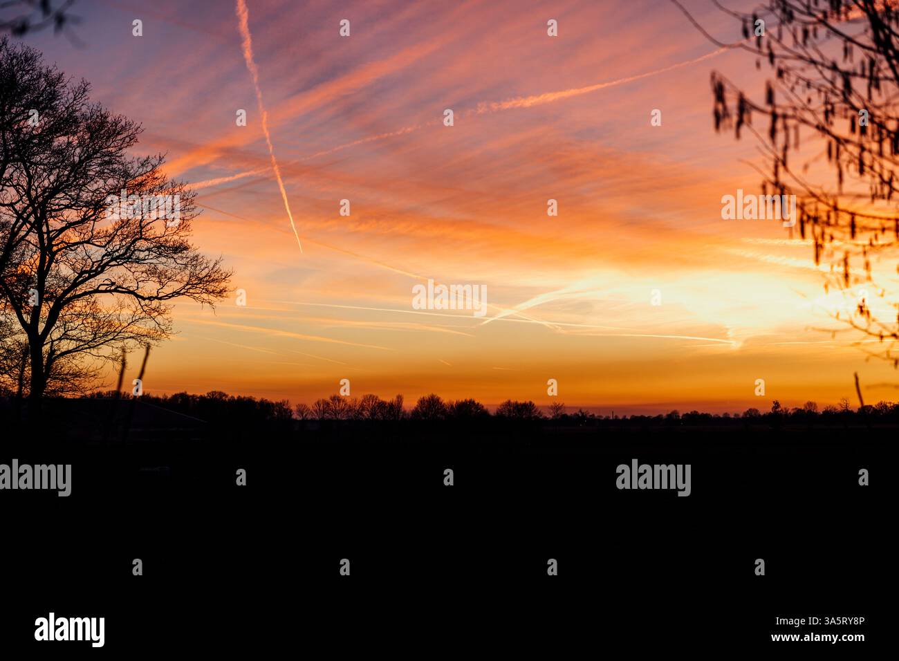 Silhouetted trees against a vibrant sunset sky with contrails Stock ...