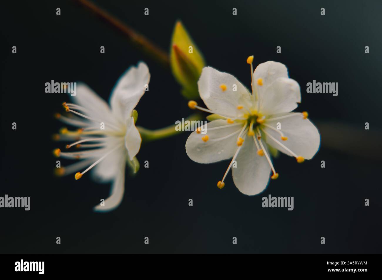 Delicate White Spring Blossoms in Macro Detail Stock Photo