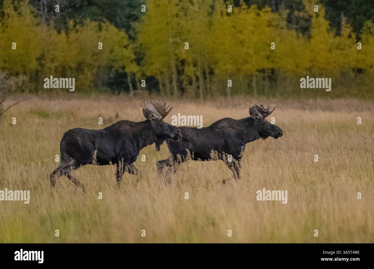Moose rut hi-res stock photography and images - Alamy