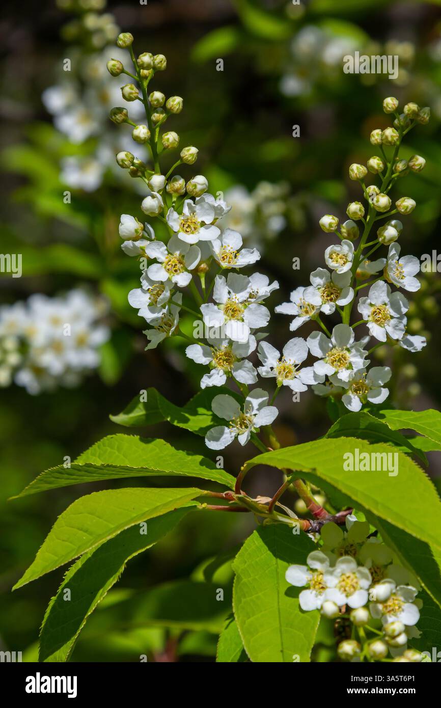 Selective focus photo. Bird cherry tree , Prunus padus blooming. Stock Photo