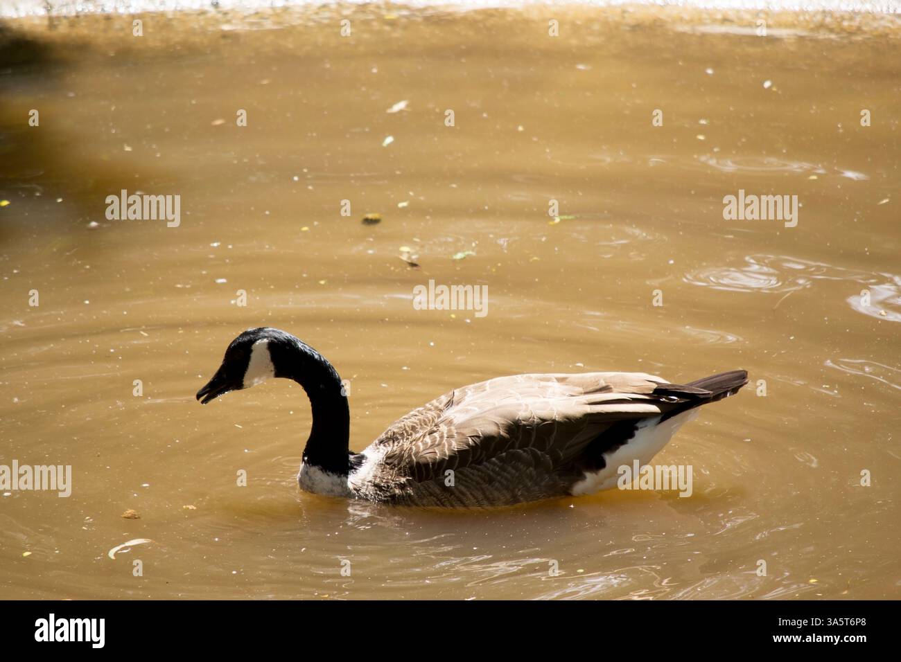 The Canadian goose is a large goose with a black head and neck and a distinctive white chinstrap. Stock Photo