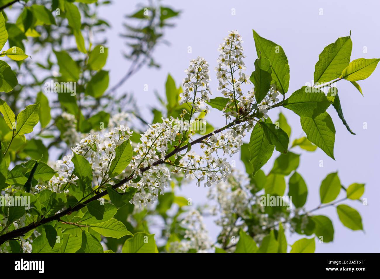 Selective focus photo. Bird cherry tree , Prunus padus blooming. Stock Photo