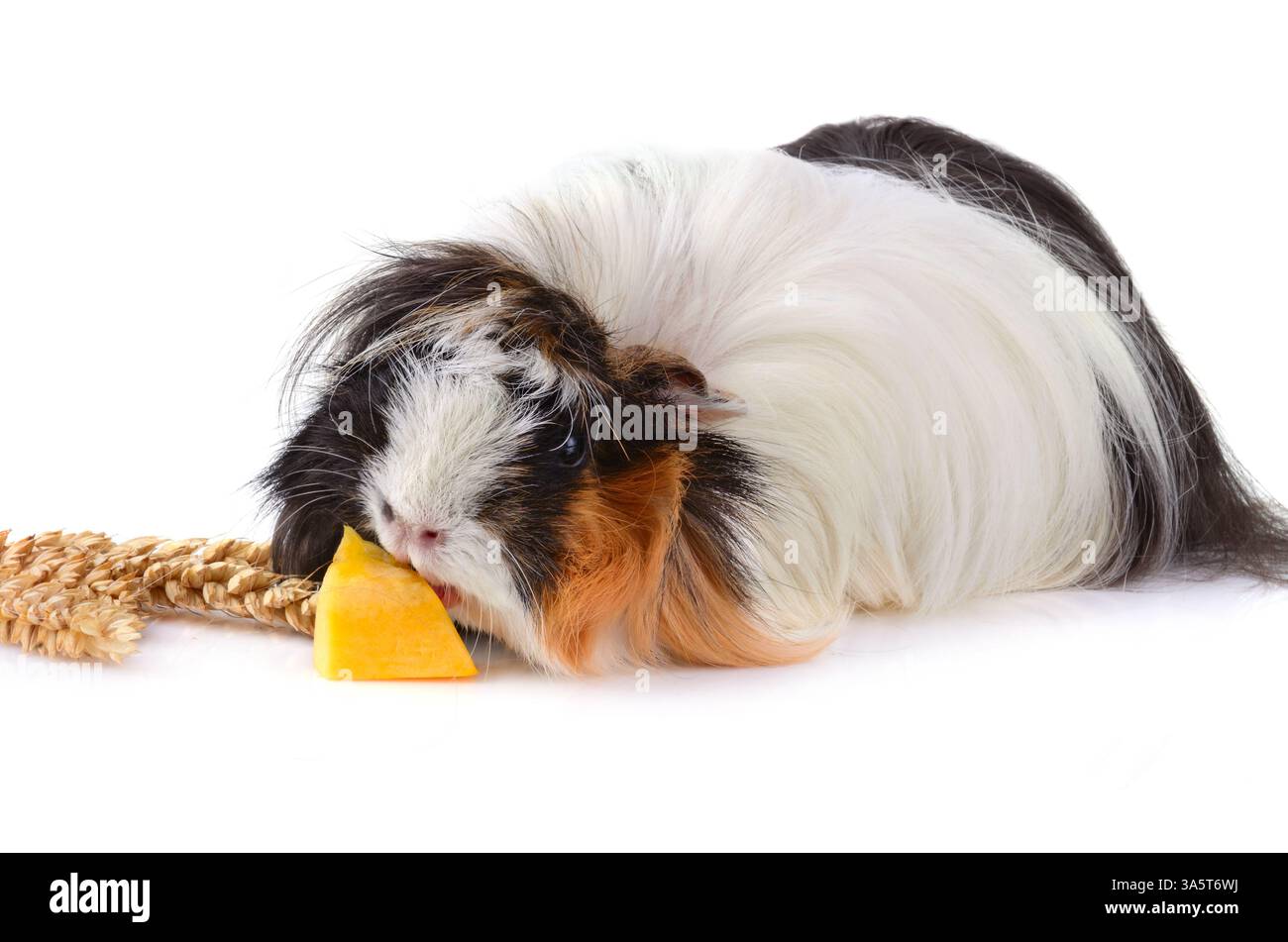 Cute guinea pig eating yellow zucchini isolated on a white background ...