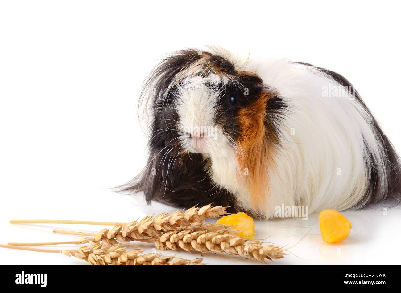 View of Cute guinea pig eating yellow zucchini and wheat stems with seeds ...