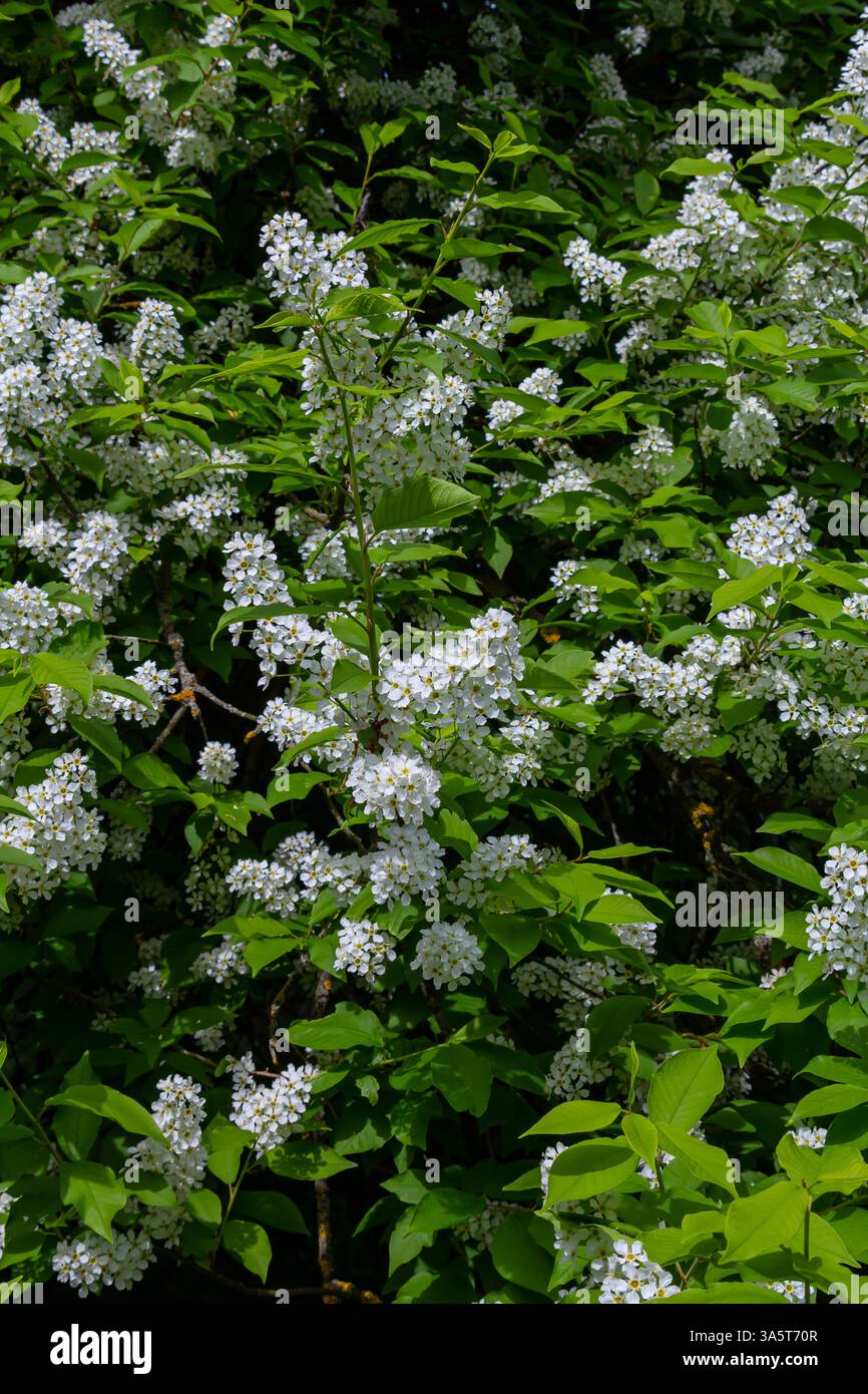 Selective focus photo. Bird cherry tree , Prunus padus blooming. Stock Photo