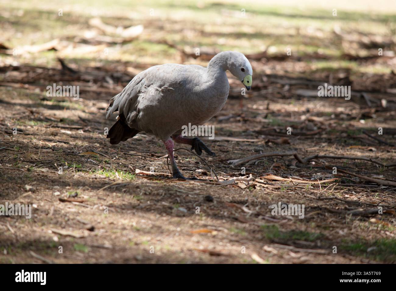 The Cape Barren Goose is a very large, pale grey goose with a ...