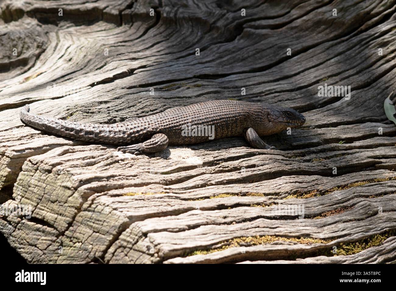 Eshakdagi kampirni siking