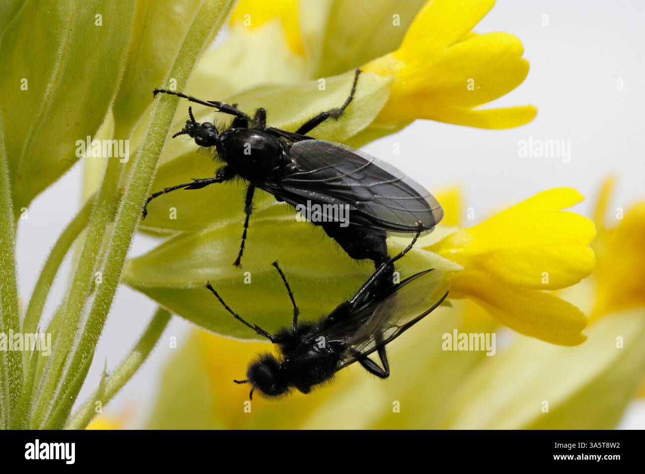 ST. MARK'S FLY, UK. Stock Photo