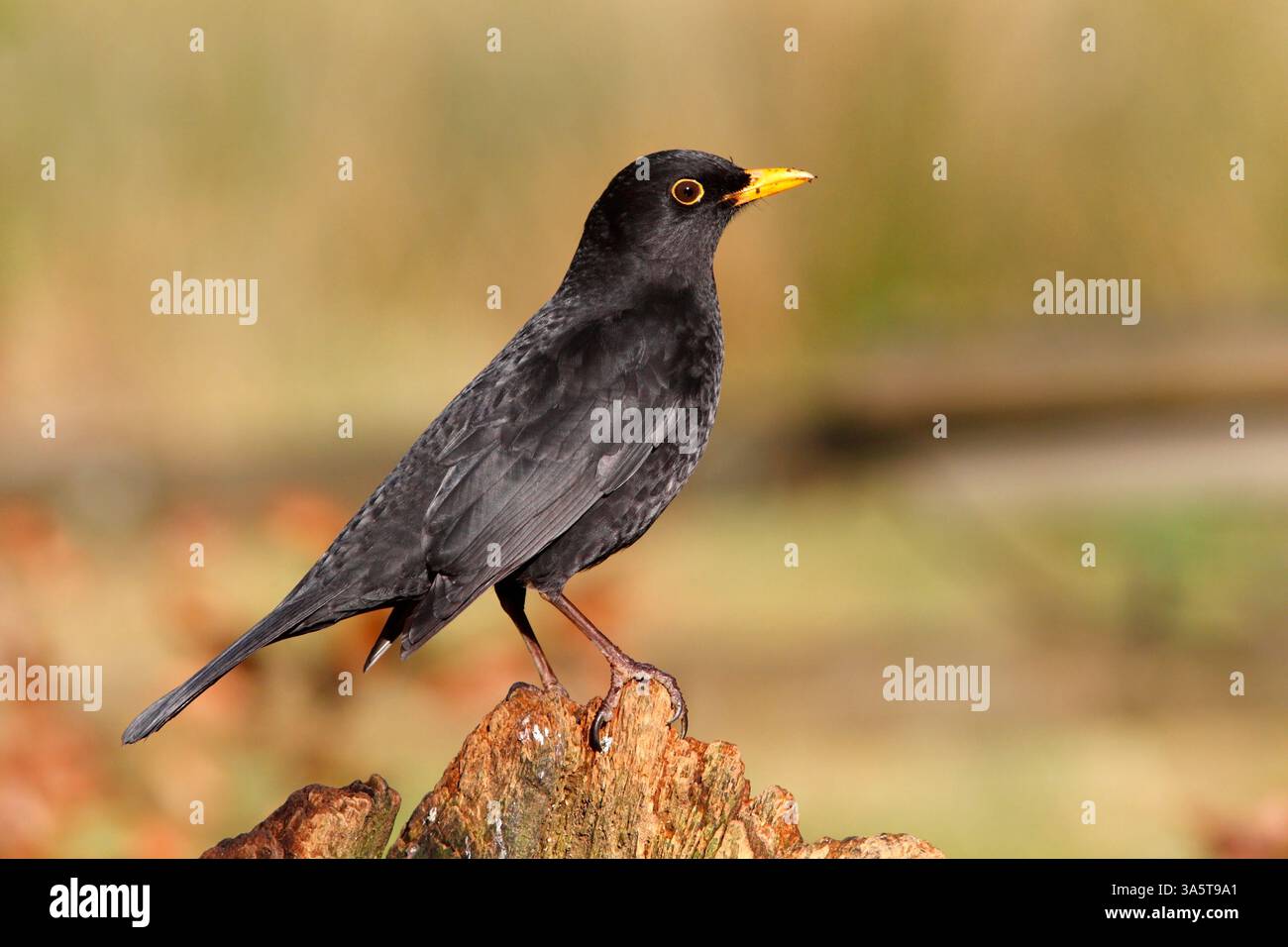 (Common) BLACKBIRD (Turdus merula) on a stump, UK. Stock Photo