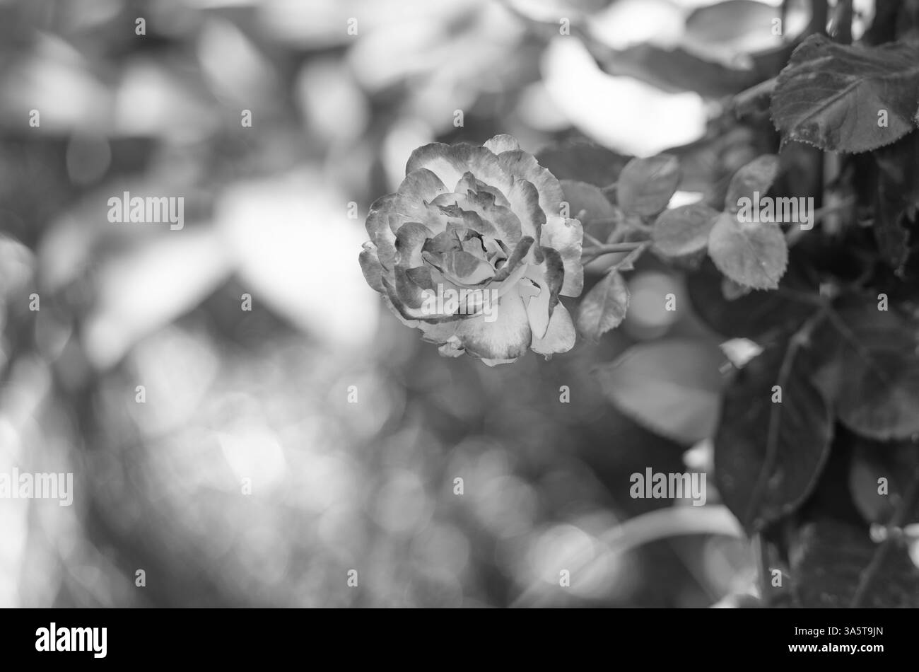 Flowering tea-rose flowers with pink petals green leaves in blurred nature in spring Stock Photo