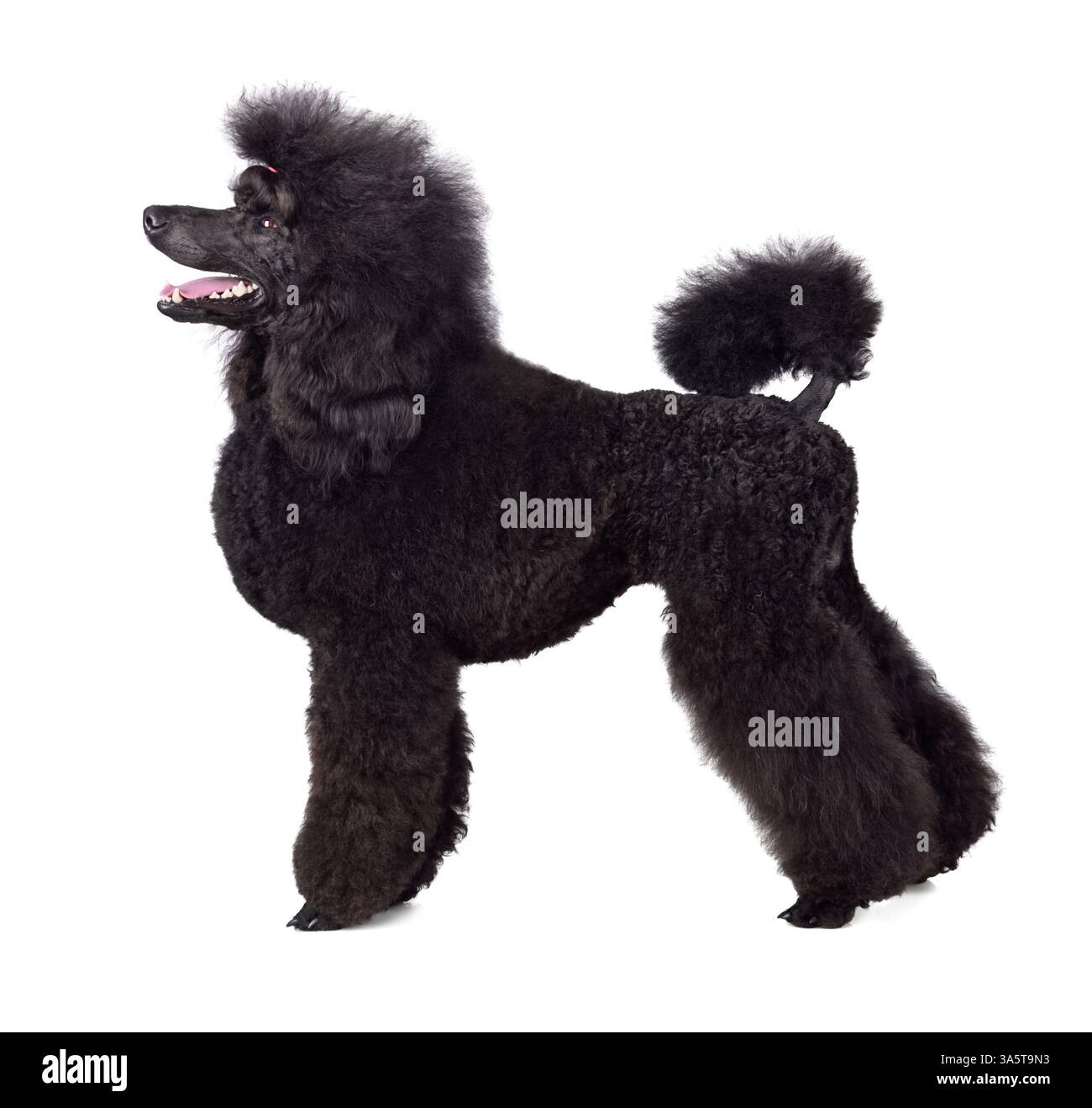 Standart black poodle standing on white backgraund Stock Photo - Alamy