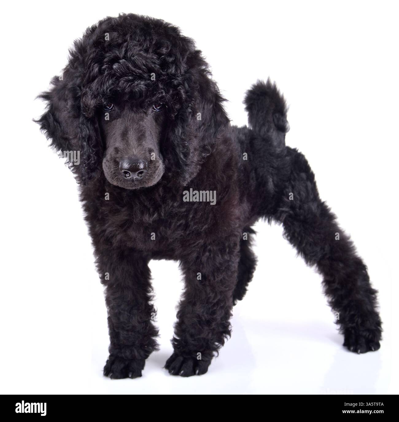 Small puppy of Standart black poodle standing on white background ...