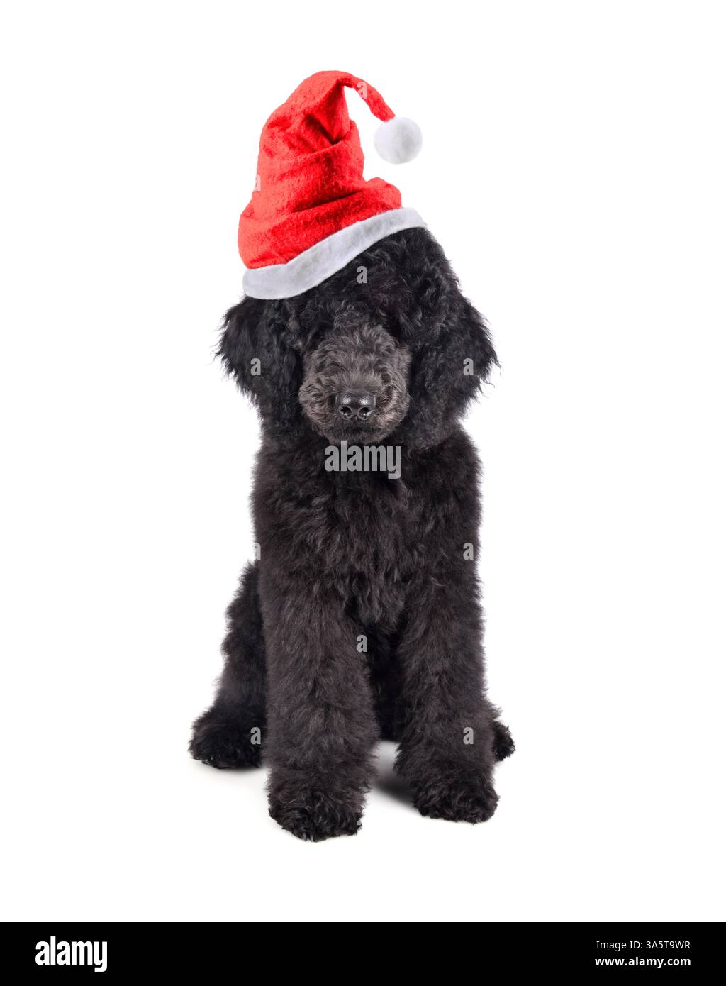 Black poodle in red Santa Claus hat on a white background Stock Photo ...
