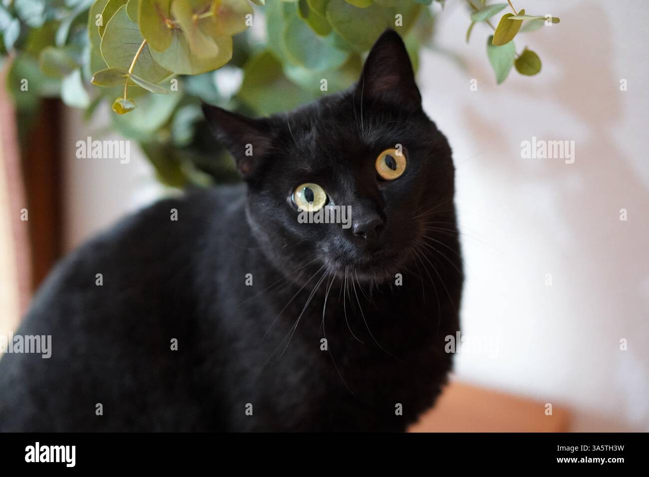 black cat with green eyes looking at the camera with a surprised ...