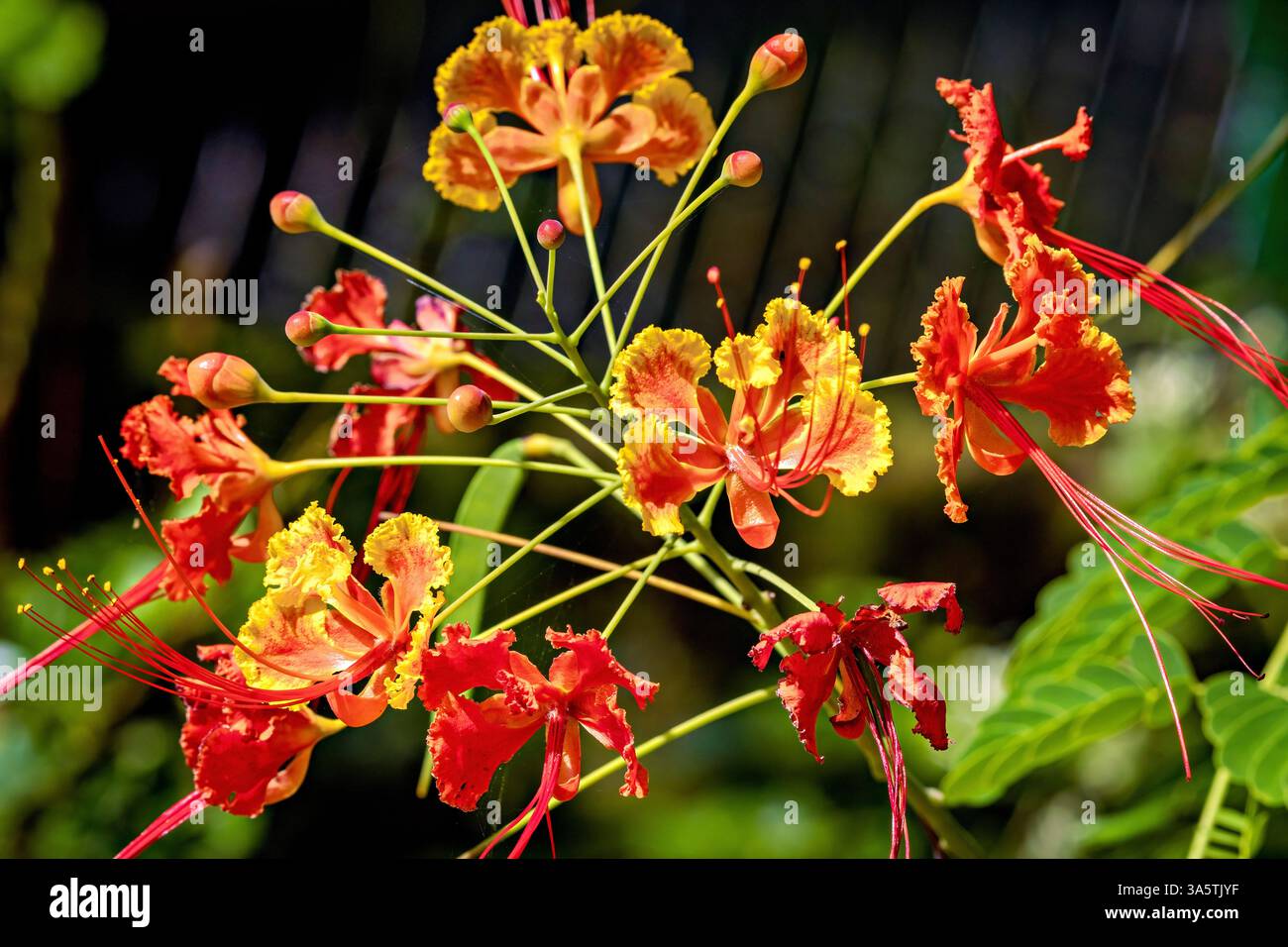 A blooming peacock flower in Sri Lanka Stock Photo