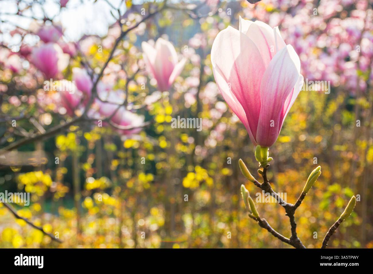 large pink flowers of magnolia soulangeana tree in full bloom. beautiful closeup background on a sunny day in spring Stock Photo