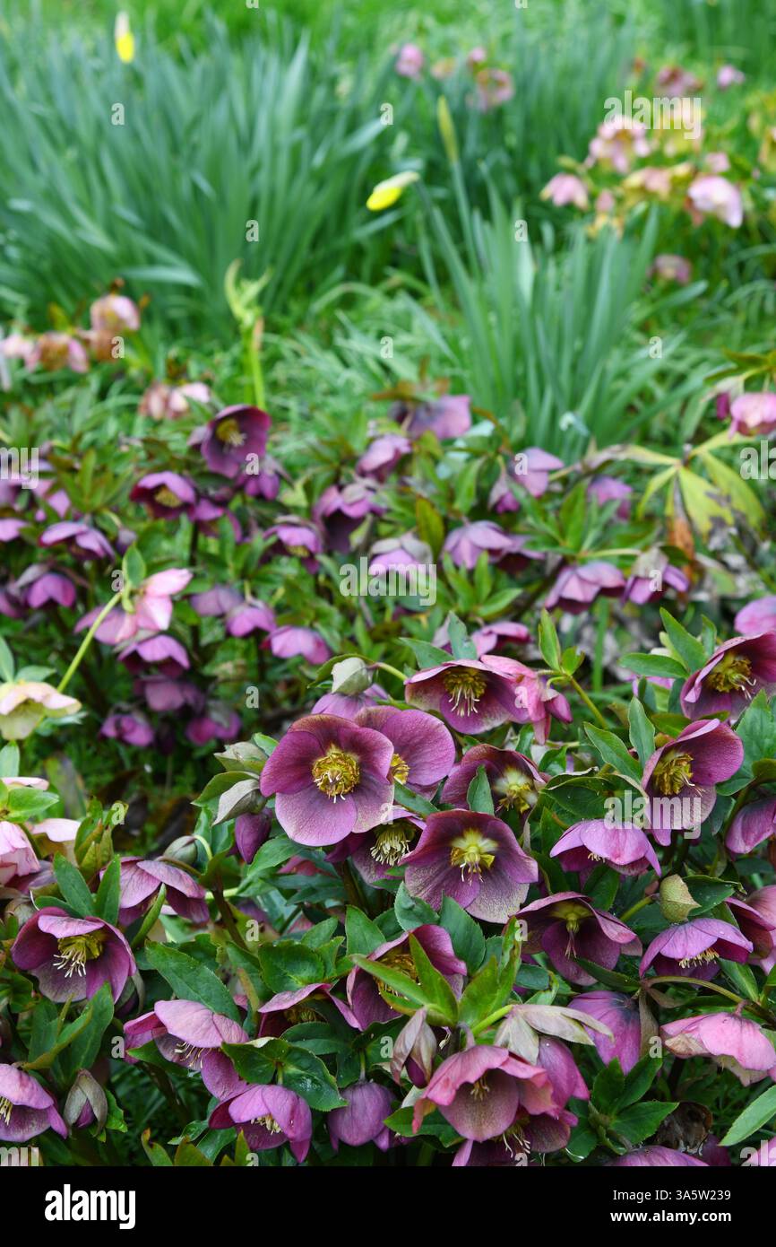 Hellebores hi-res stock photography and images - Alamy