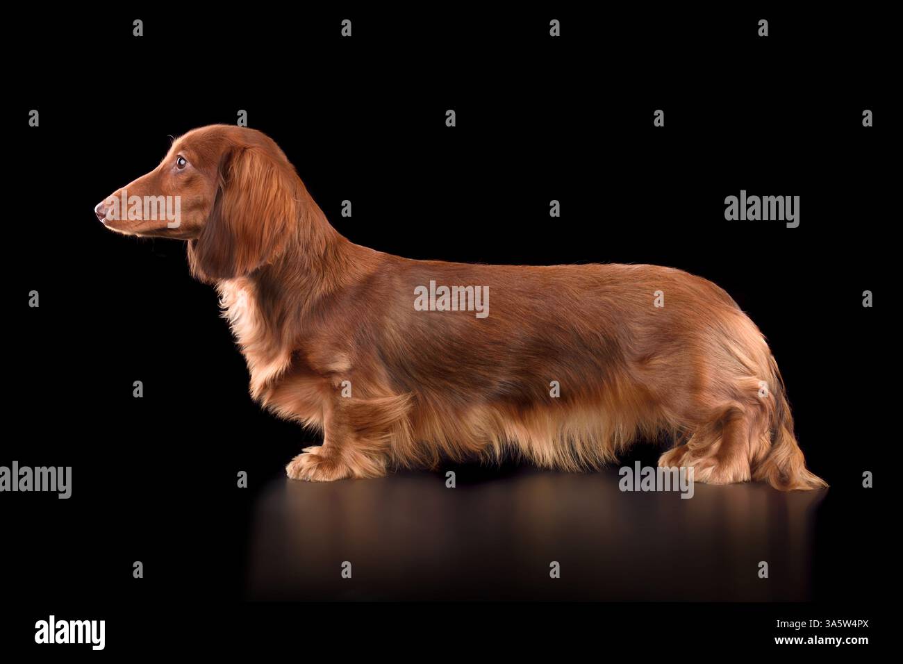 Chocolate longhaired dachshund standing on black background Stock Photo