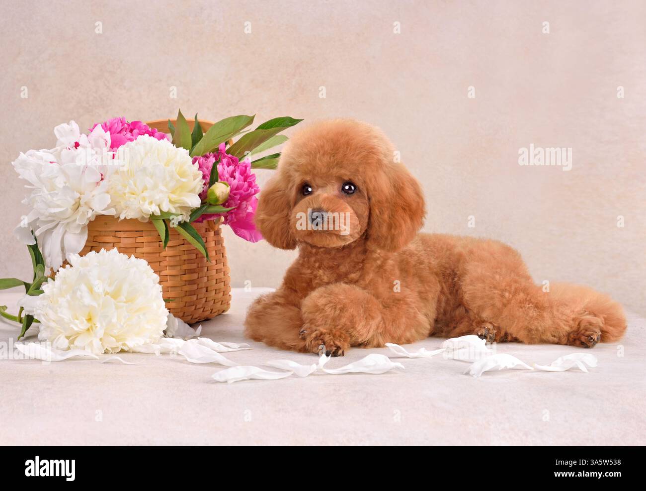 Animal pet pink poodle hi-res stock photography and images - Alamy