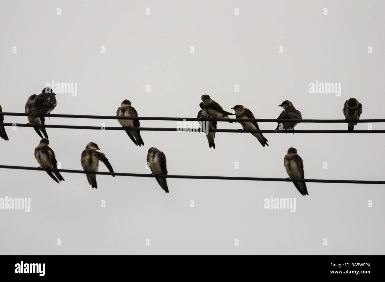 Showcasing harmony hi-res stock photography and images - Alamy
