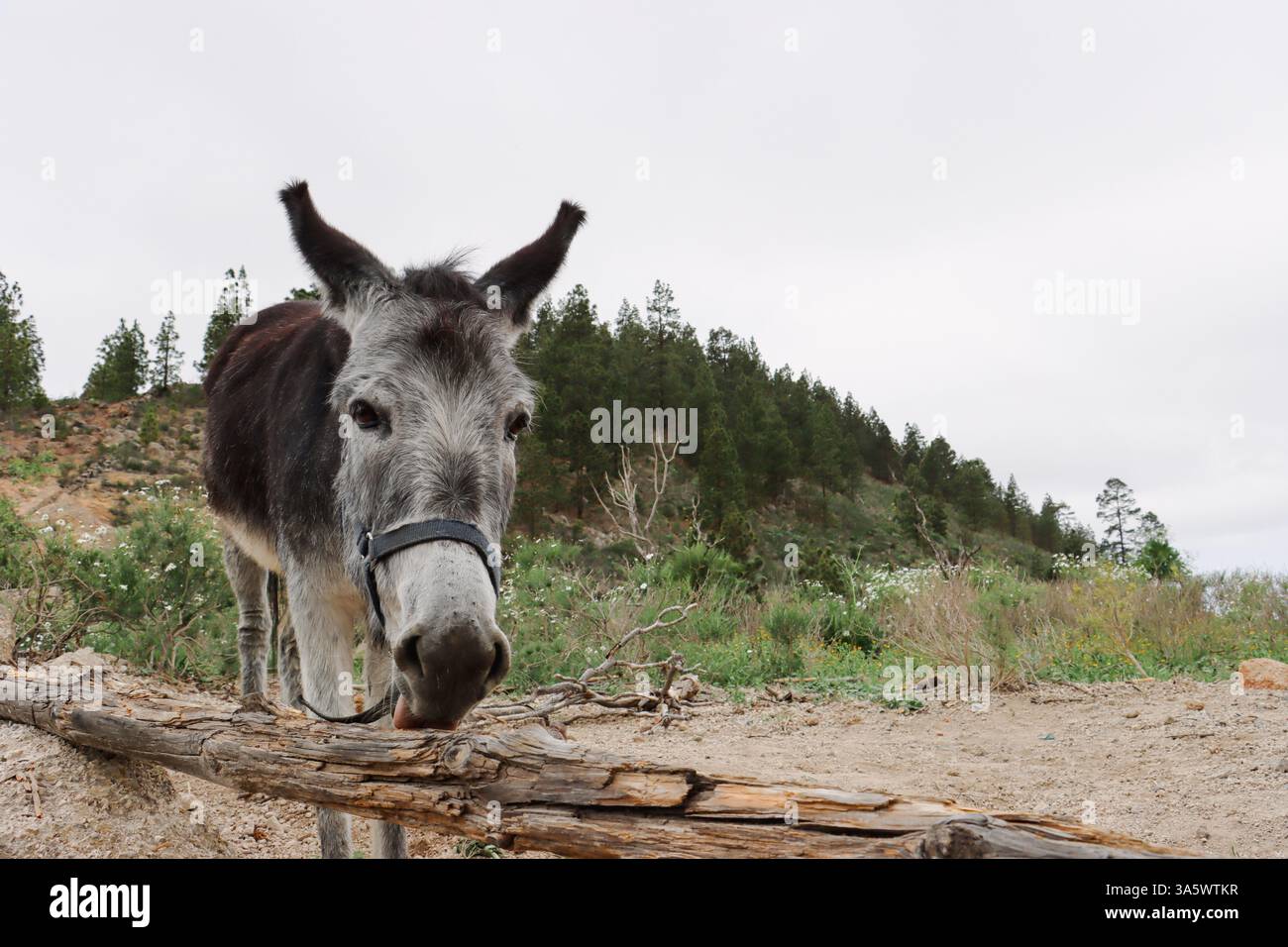Donkey mare and foal hi-res stock photography and images - Alamy