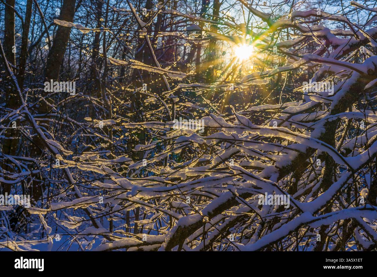 Winter sun shining through snowy branches Stock Photo