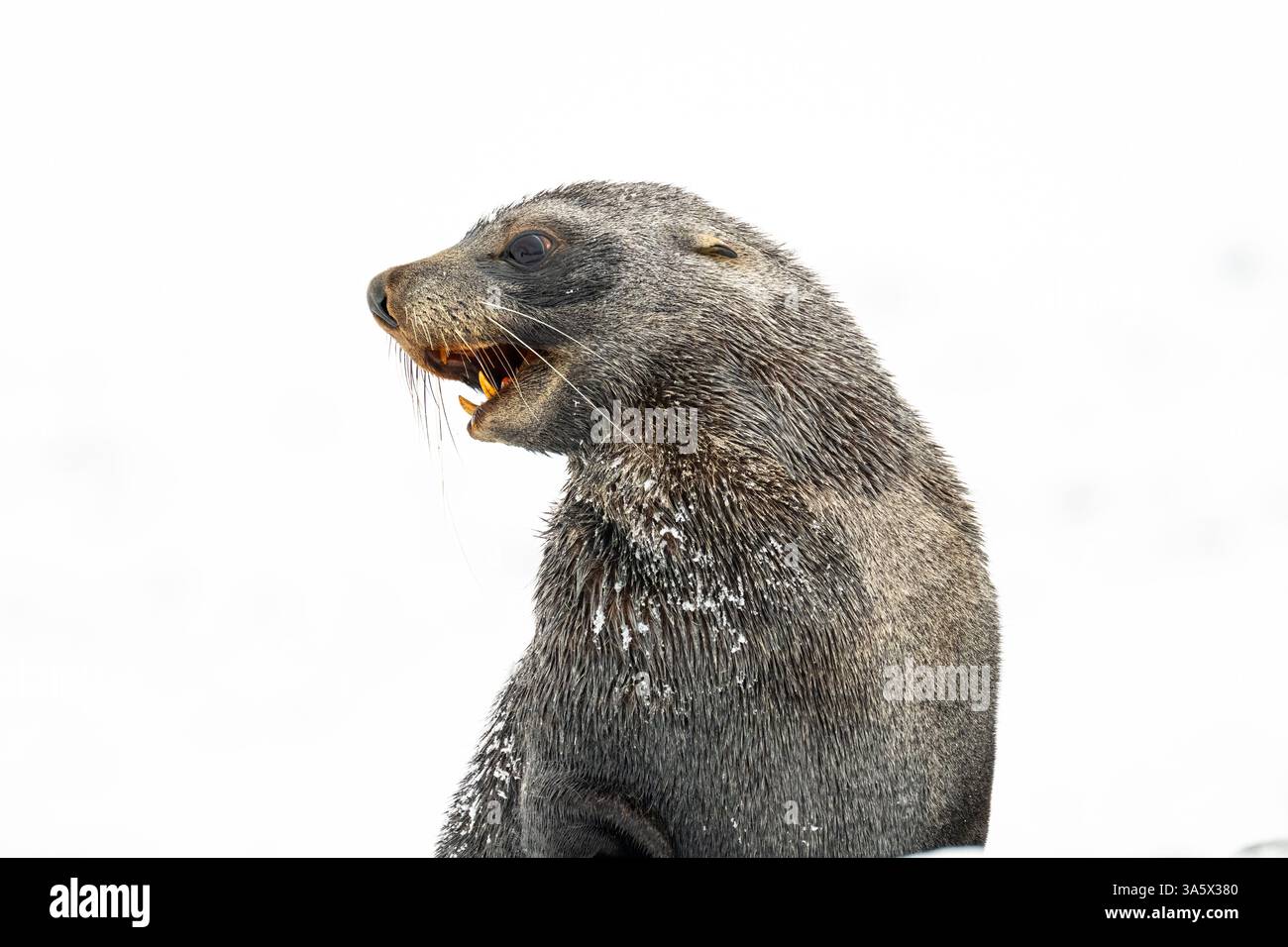 A closeup of an Antarctic Fur Seal (Arctocephalus gazella) with mouth open against a white background in Antarctica. Stock Photo