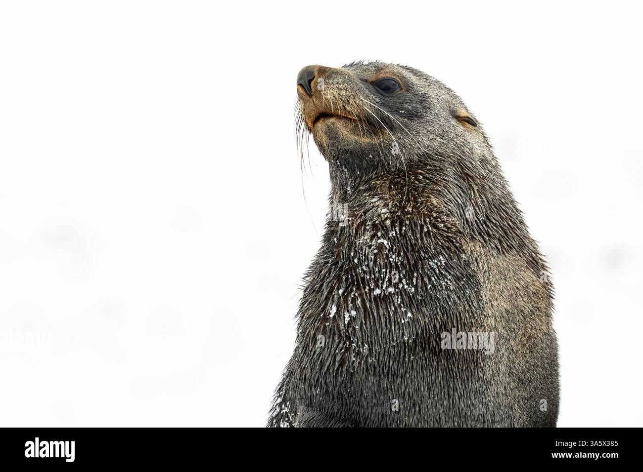 A closeup of an Antarctic Fur Seal (Arctocephalus gazella) against a white background in Antarctica. Stock Photo