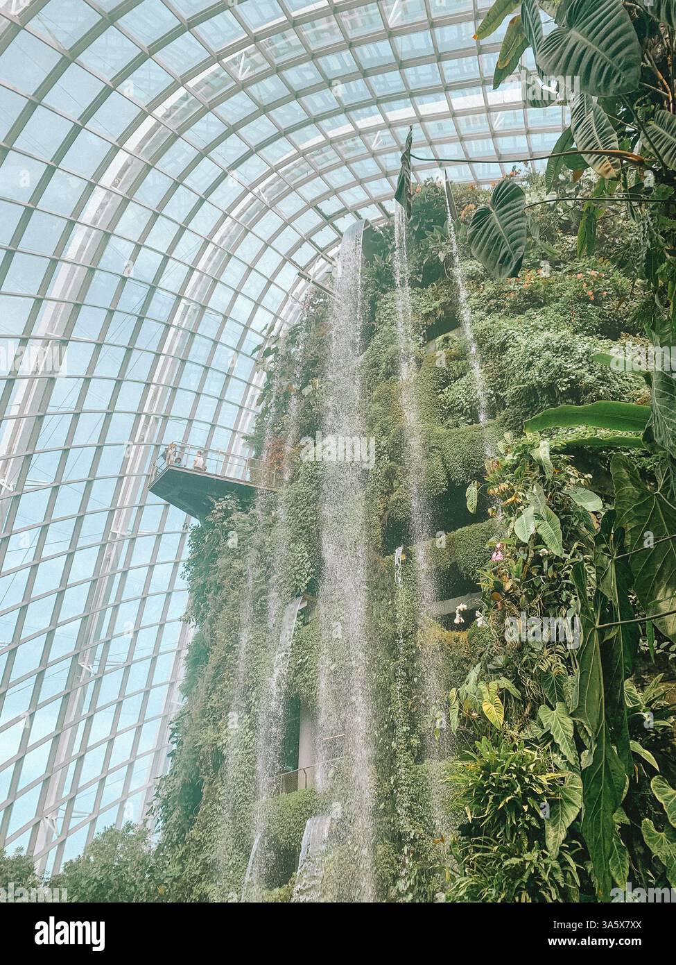 Inside Cloud Forest at Gardens by the Bay – A Tropical Indoor Wonderland - Smartphone Captured Stock Image