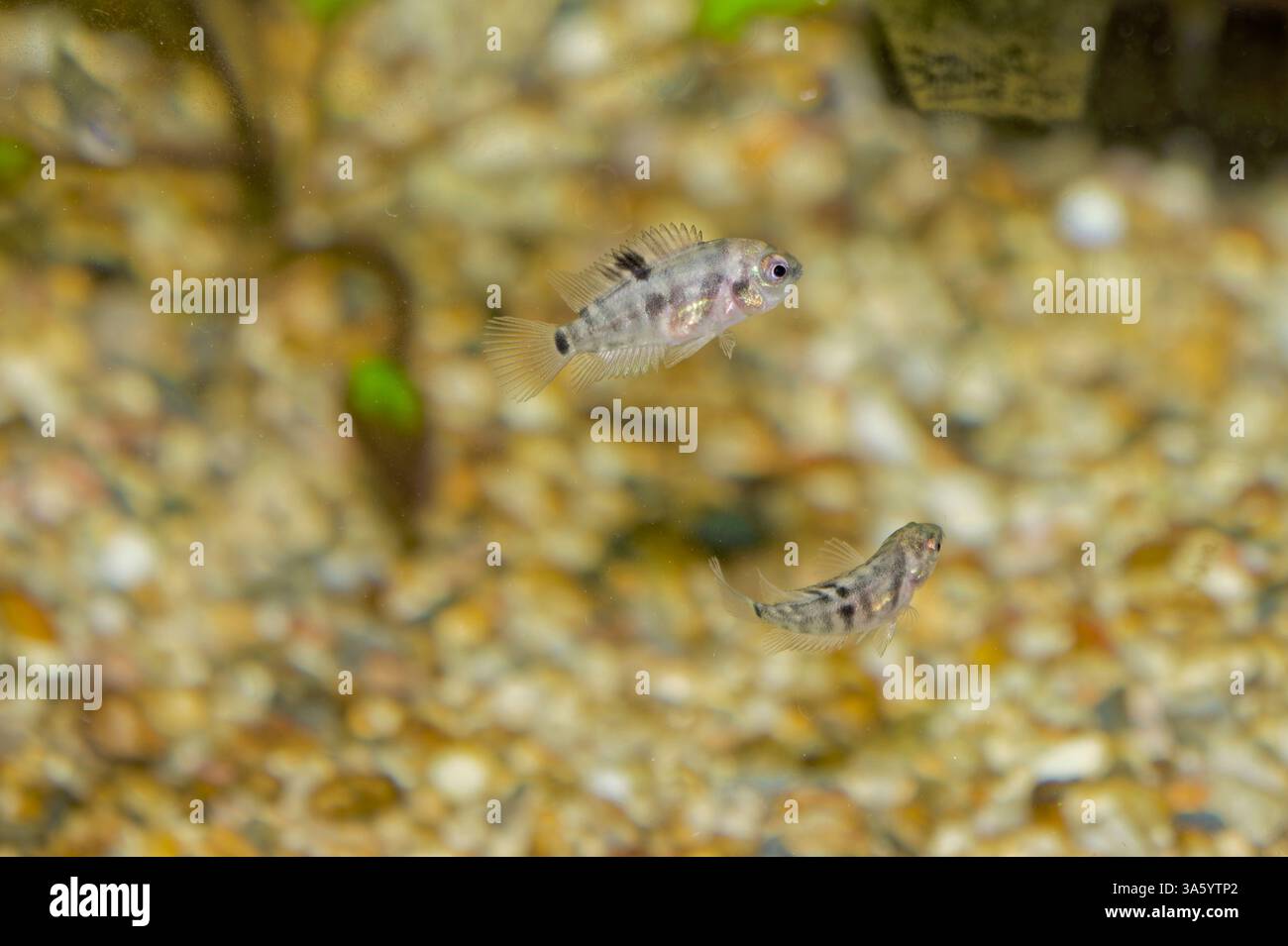 Two juvenile convict cichlids (Amatitlania nigrofasciata), tank bred from wild caught stock from Lake Apanas in Jinotega Department, Nicaragua. Stock Photo