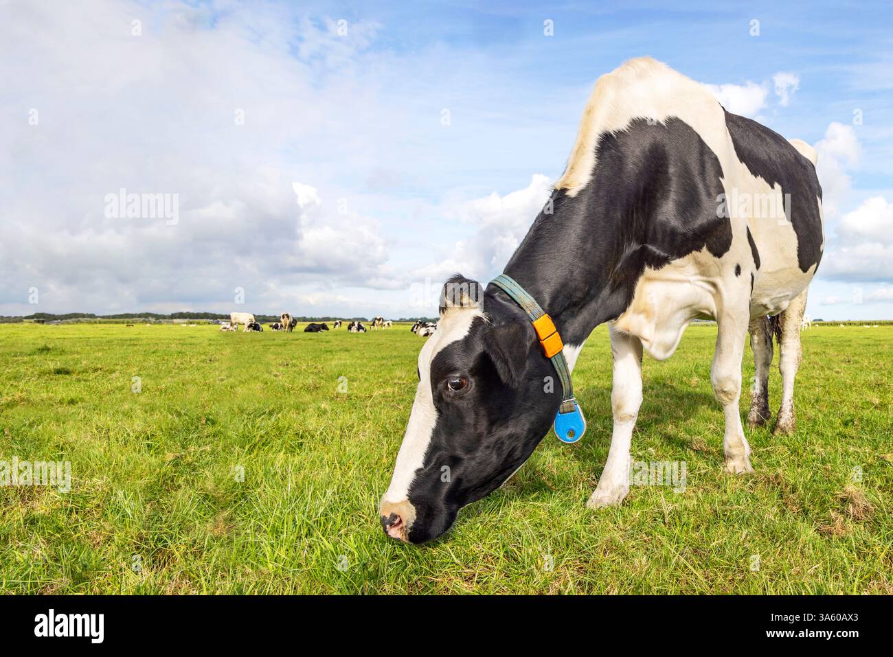 Dairy cow grazing in a field, black and white spotted coat, fully in ...