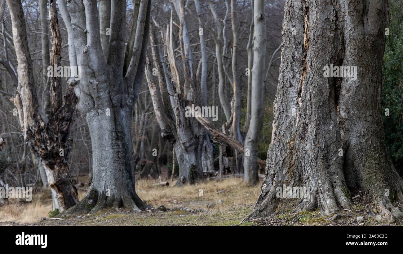 Old English trees in a forest scene Stock Photo