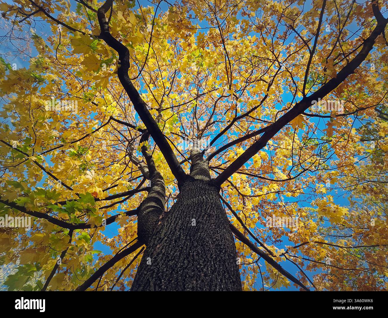 View underneath a maple tree crown with beautiful yellow leaves. Fall season scene - Smartphone Captured Stock Image