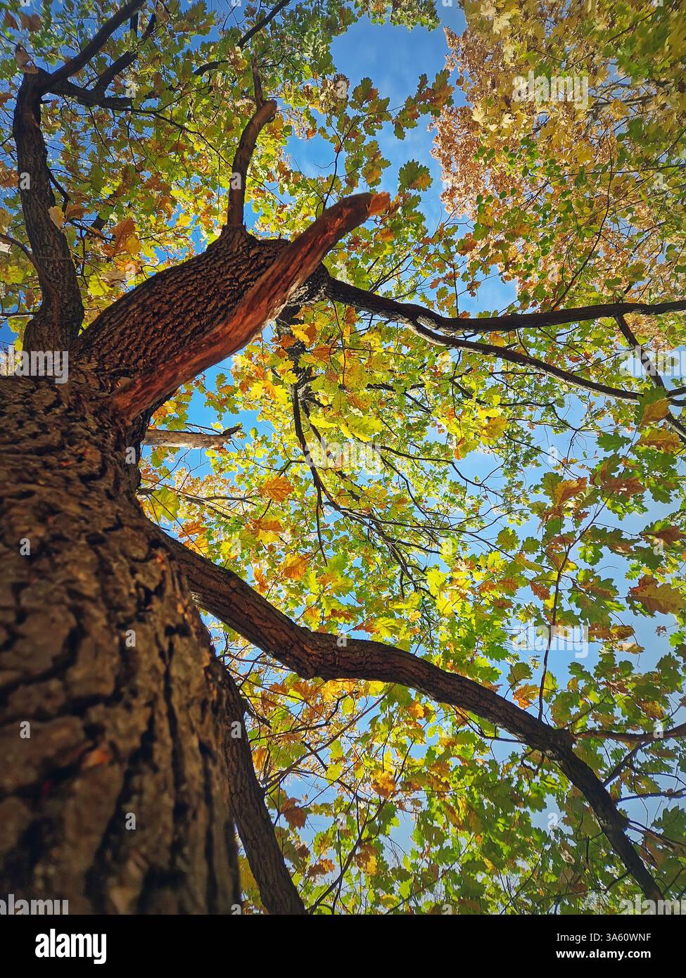 Underneath a colorful oak tree crown. Fall season in the park - Smartphone Captured Stock Image