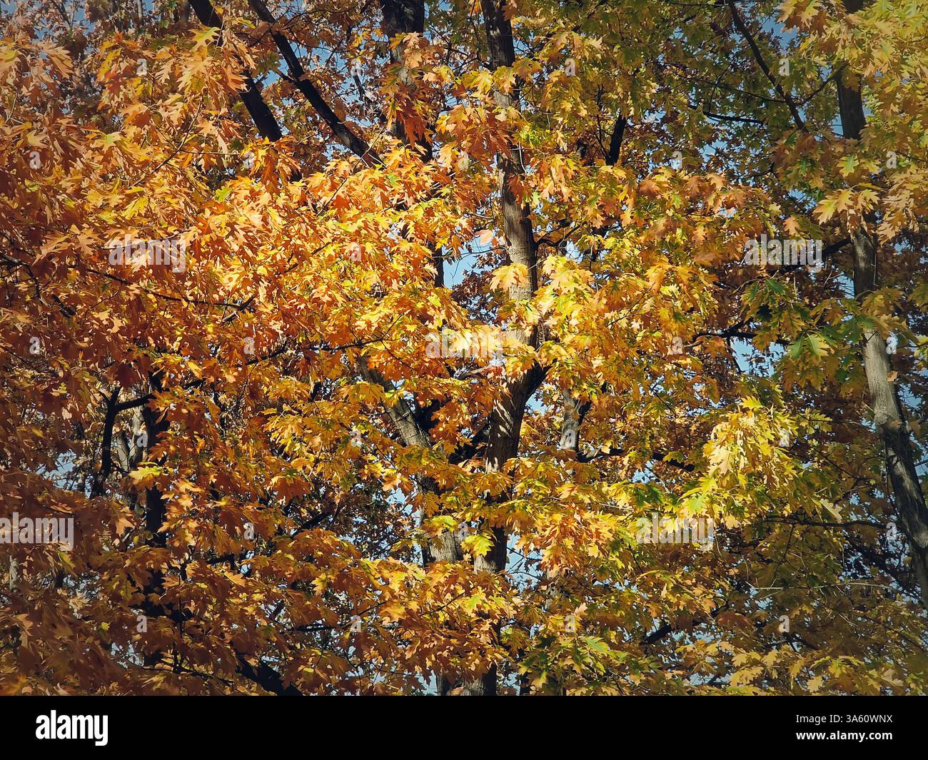 Closeup colorful oak tree foliage. Fall season in the park - Smartphone Captured Stock Image